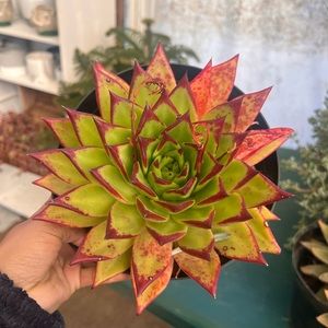 Lipstick agavoides plant | echeveria | 8 inch pot